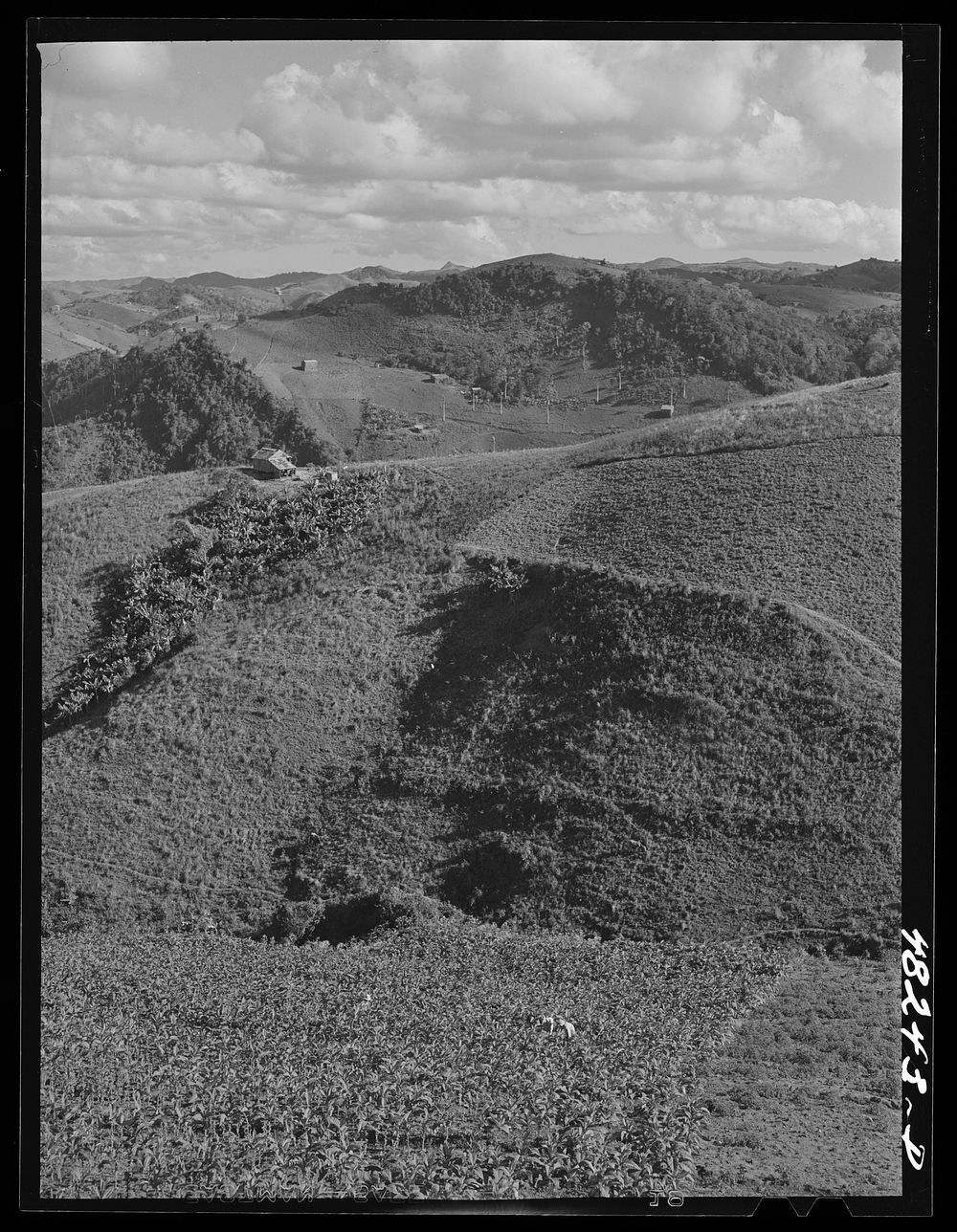 Barranquitas (vicinity), Puerto Rico. Landscape in the tobacco country. Sourced from the Library of Congress.