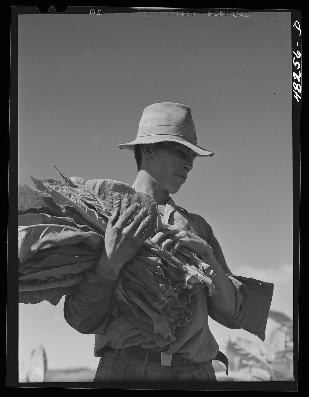 Yauco (vicinity), Puerto Rico. Tobacco farmer in the hill country. Sourced from the Library of Congress.