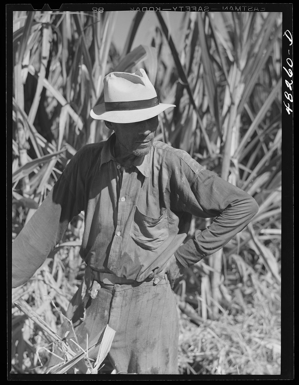 Rio Piedras (vicinity), Puerto Rico. FSA (Farm Security Administration) borrower who is a member of a sugar cooperative.…