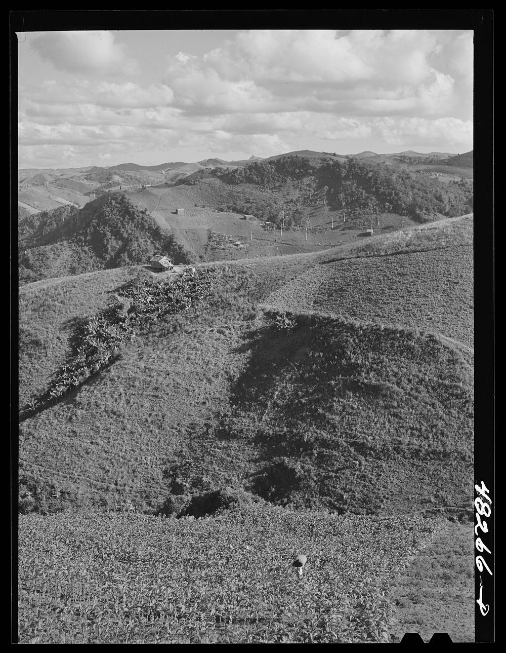 Barranquitas (vicinity), Puerto Rico. Tobacco farms. Sourced from the Library of Congress.