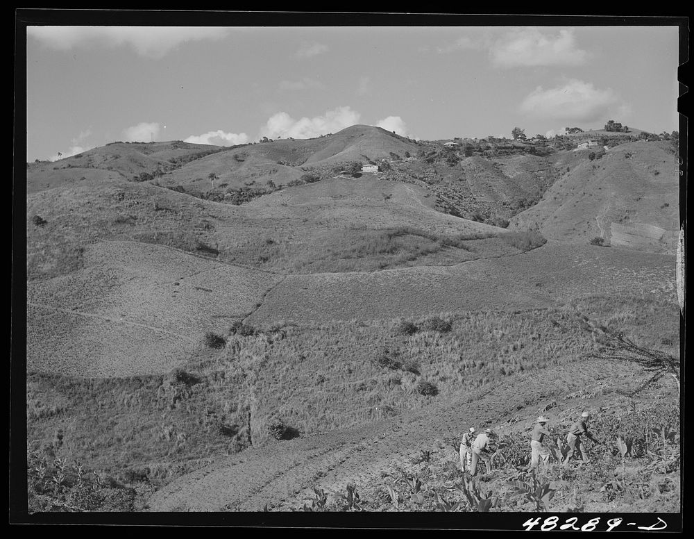 Barranquitas (vicinity), Puerto Rico. Tobacco country. Sourced from the Library of Congress.