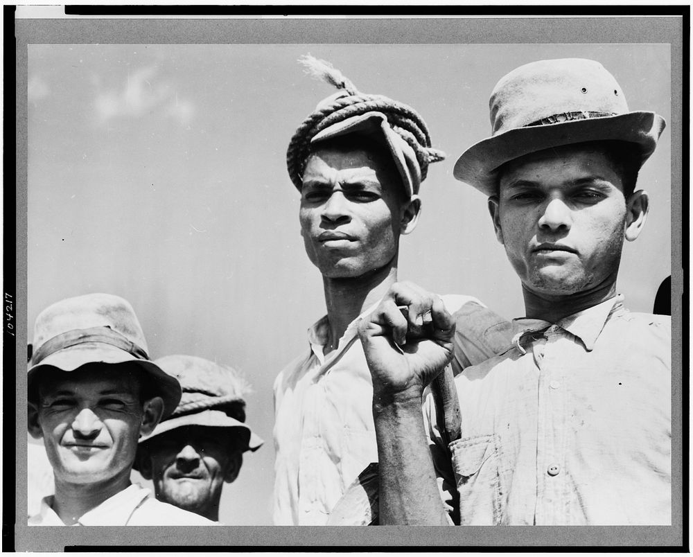 Arecibo, Puerto Rico (vicinity). Sugar cane workers on a plantation. Sourced from the Library of Congress.
