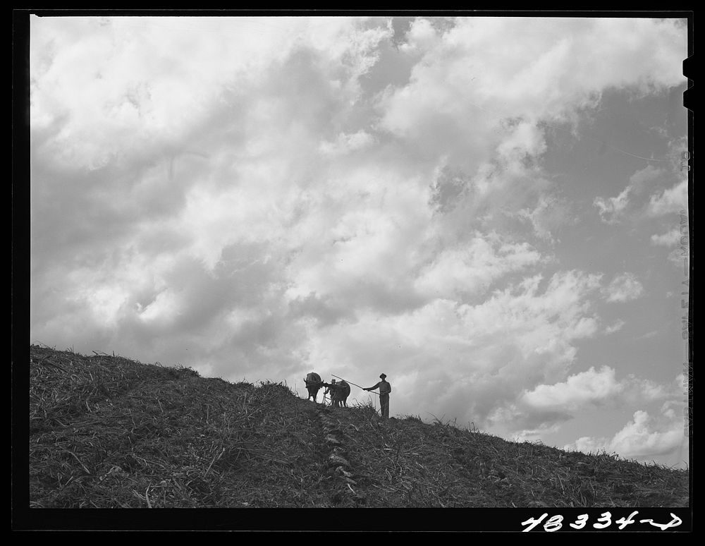 [Untitled photo, possibly related to: Corozal (vicinity), Puerto Rico. Plowing a sugar cane field]. Sourced from the Library…