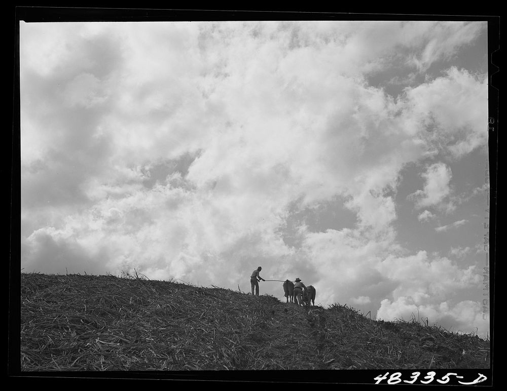 [Untitled photo, possibly related to: Corozal (vicinity), Puerto Rico. Plowing a sugar cane field]. Sourced from the Library…
