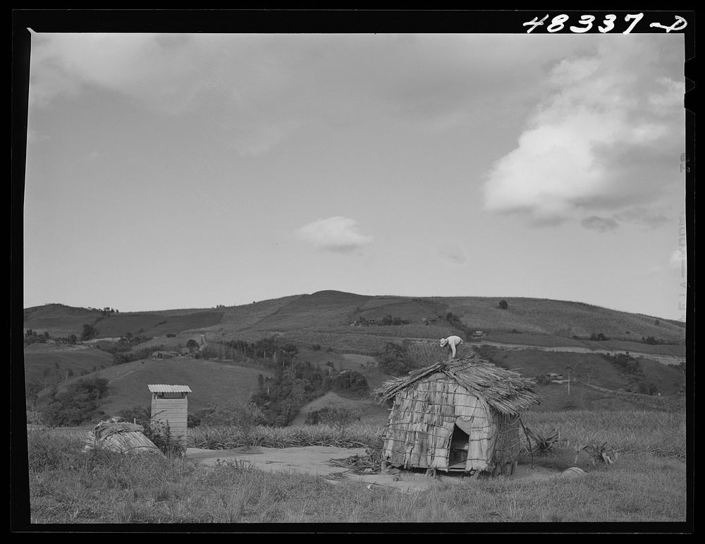 [Untitled photo, possibly related to: Barranquitas (vicinity), Puerto Rico. Tobacco barn on the farm of a FSA (Farm Security…