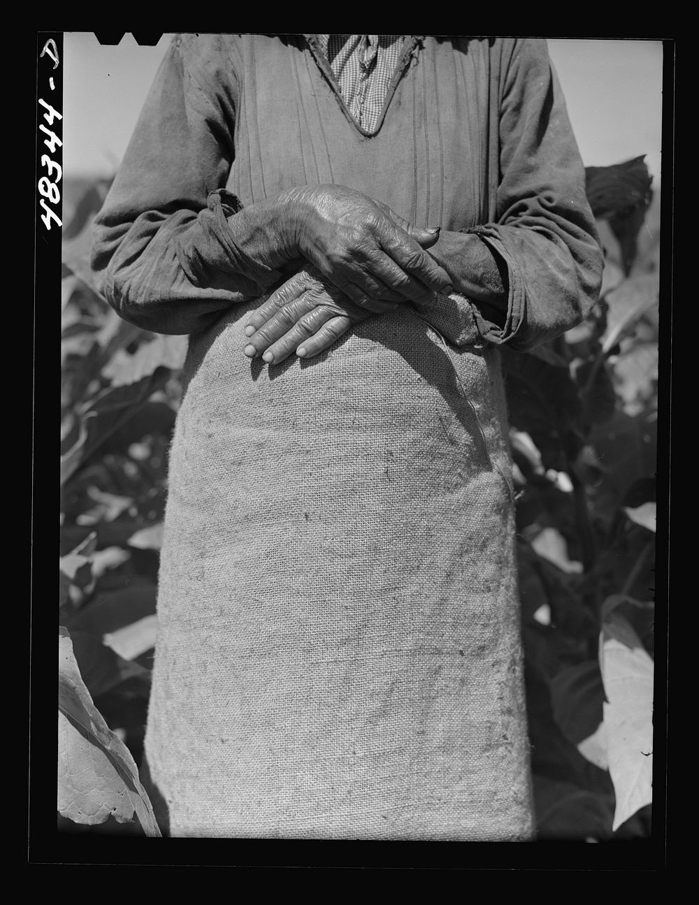 Barranquitas (vicinity), Puerto Rico. Hands of an old woman working in a tobacco field. Sourced from the Library of Congress.