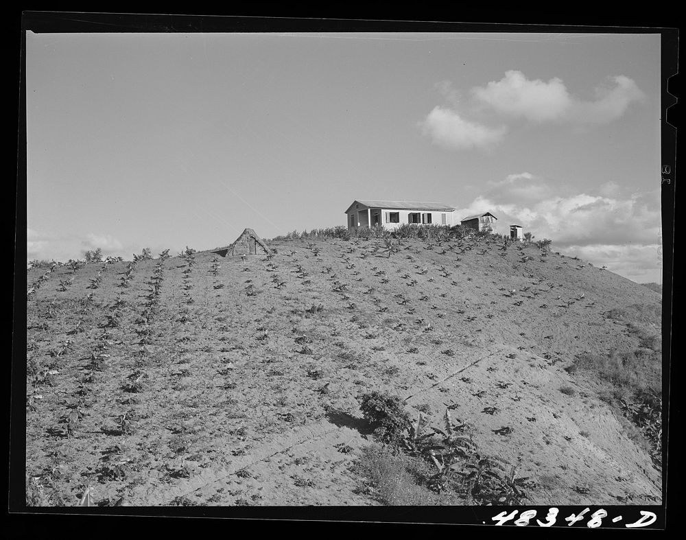 Barranquitas (vicinity), Puerto Rico. A tenant purchase borrower's home in the tobacco country. The row of plants in the…