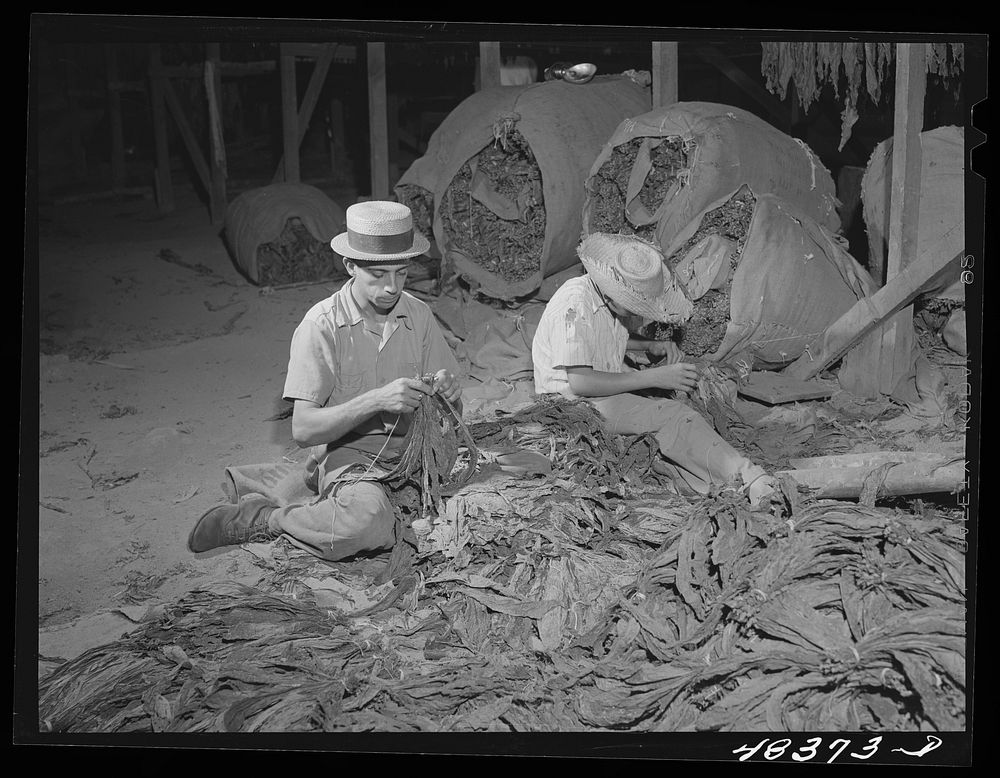 Barranquitas (vicinity), Puerto Rico. Stringing tobacco in a tobacco barn. Sourced from the Library of Congress.
