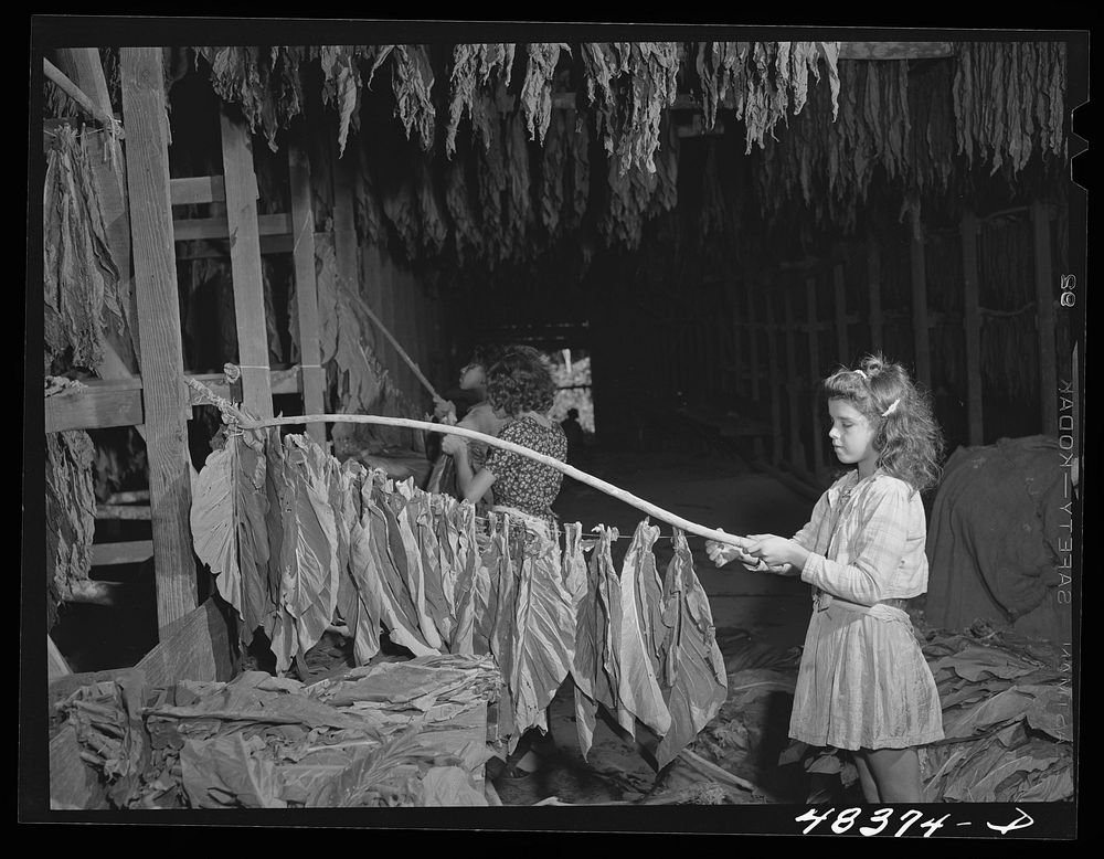 Barranquitas (vicinity), Puerto Rico. Stringing tobacco in a tobacco barn. Sourced from the Library of Congress.