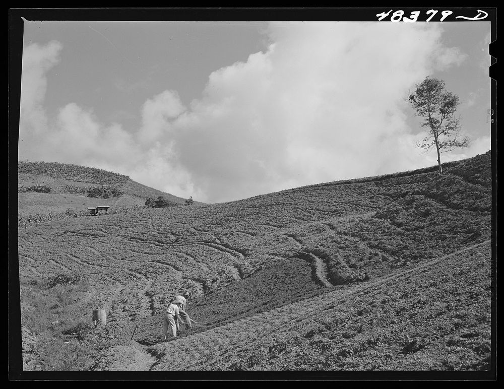 Caguas (vicinity), Puerto Rico. Cultivating land on a farm. Sourced from the Library of Congress.