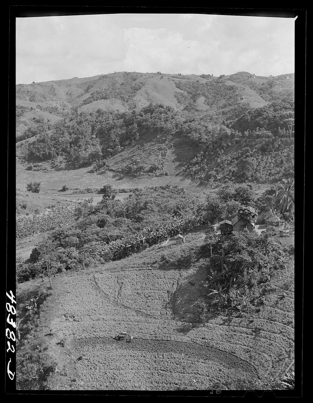 Corozal (vicinity), Puerto Rico. A FSA (Farm Security Administration) borrower's farm. Sourced from the Library of Congress.