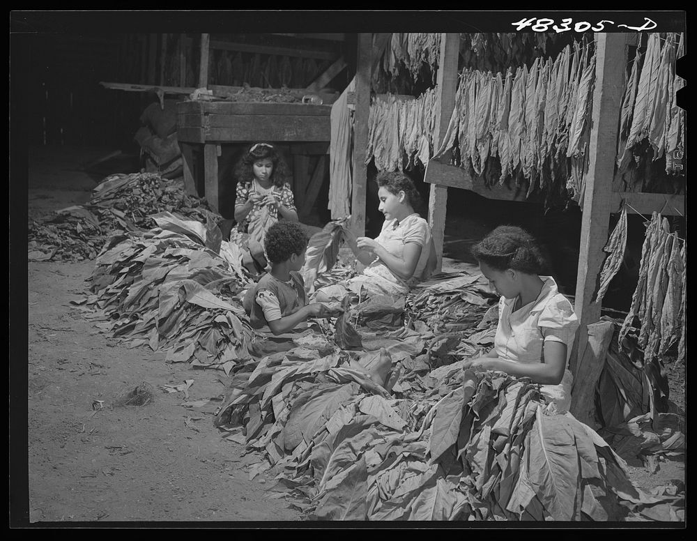 Barranquitas (vicinity), Puerto Rico. Stringing tobacco in a barn on the farm of a FSA (Farm Security Administration)…