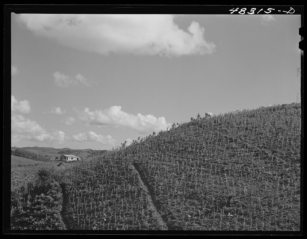 Barranquitas (vicinity), Puerto Rico. Tobacco farm. Sourced from the Library of Congress.