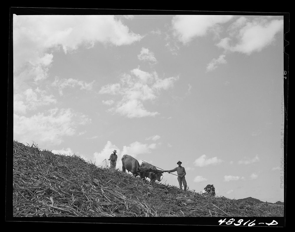 Corozal (vicinity), Puerto Rico. Plowing sugar cane field. Sourced from the Library of Congress.