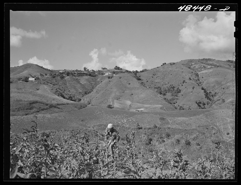 Barranquitas (vicinity), Puerto Rico. Cutting down tobacco stalks after the crop has been picked. Sourced from the Library…