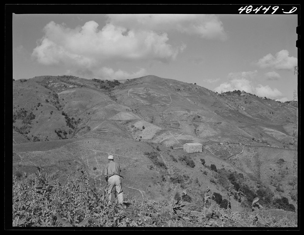 Barranquitas (vicinity), Puerto Rico. Cutting down stalks after the crop has been picked. Sourced from the Library of…