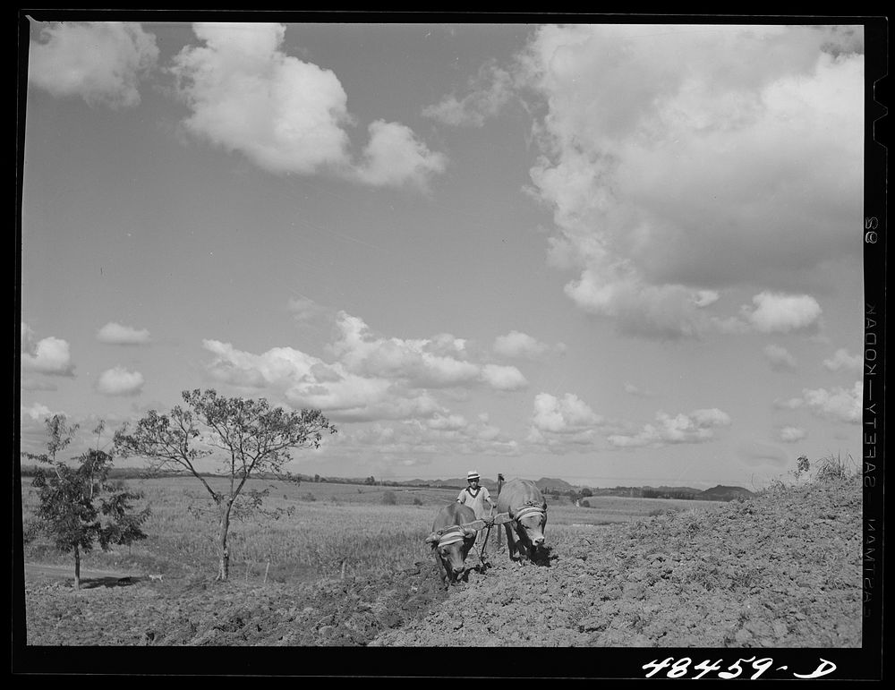 Rio Piedras (vicinity), Puerto Rico. FSA (Farm Security Administration) borrower's son plowing with a pair of rented oxen.…