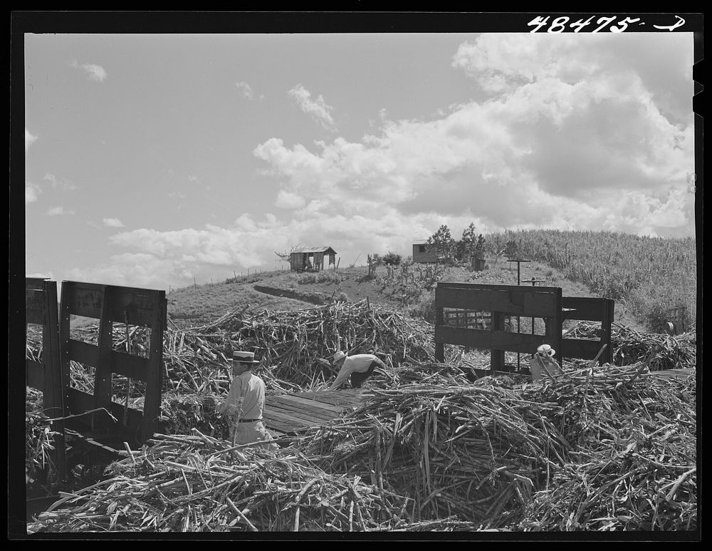 [Untitled photo, possibly related to: Rio Piedras, Puerto Rico (vicinity). Some of the FSA (Farm Security Administration)…
