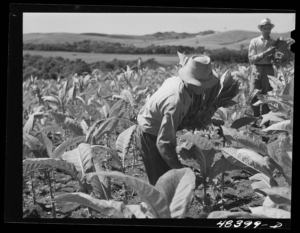 [Untitled photo, possibly related to: Barranquitas (vicinity), Puerto Rico. Picking tobacco on a farm]. Sourced from the…