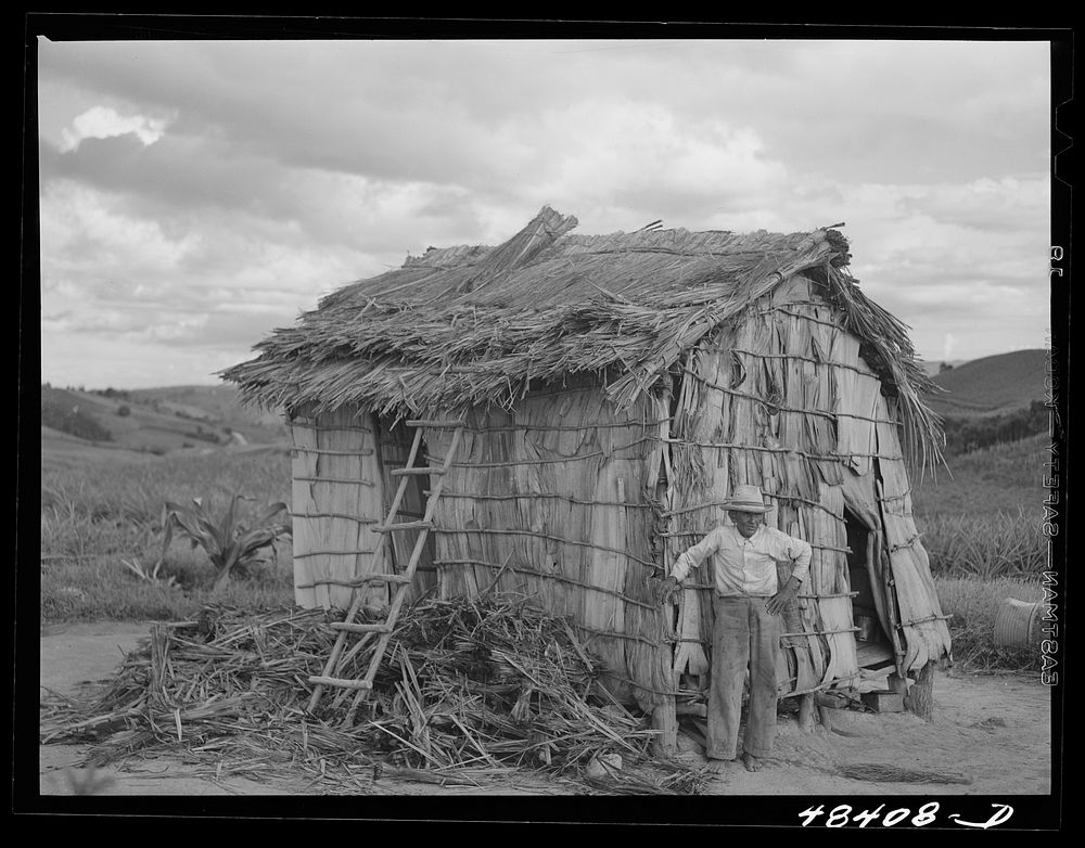 Corozal (vicinity), Puerto Rico. Palm leaf shack occupied by this old man and three of his children. Sourced from the…