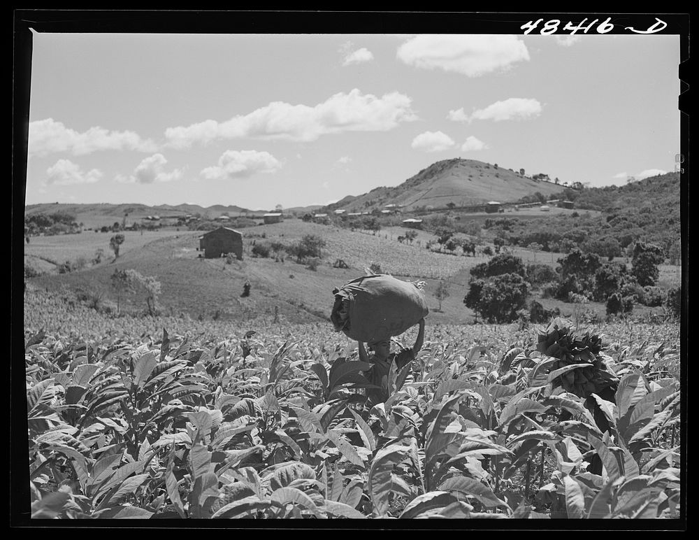 Barranquitas (vicinity), Puerto Rico. Carrying off a load of tobacco on a tobacco farm. Sourced from the Library of Congress.