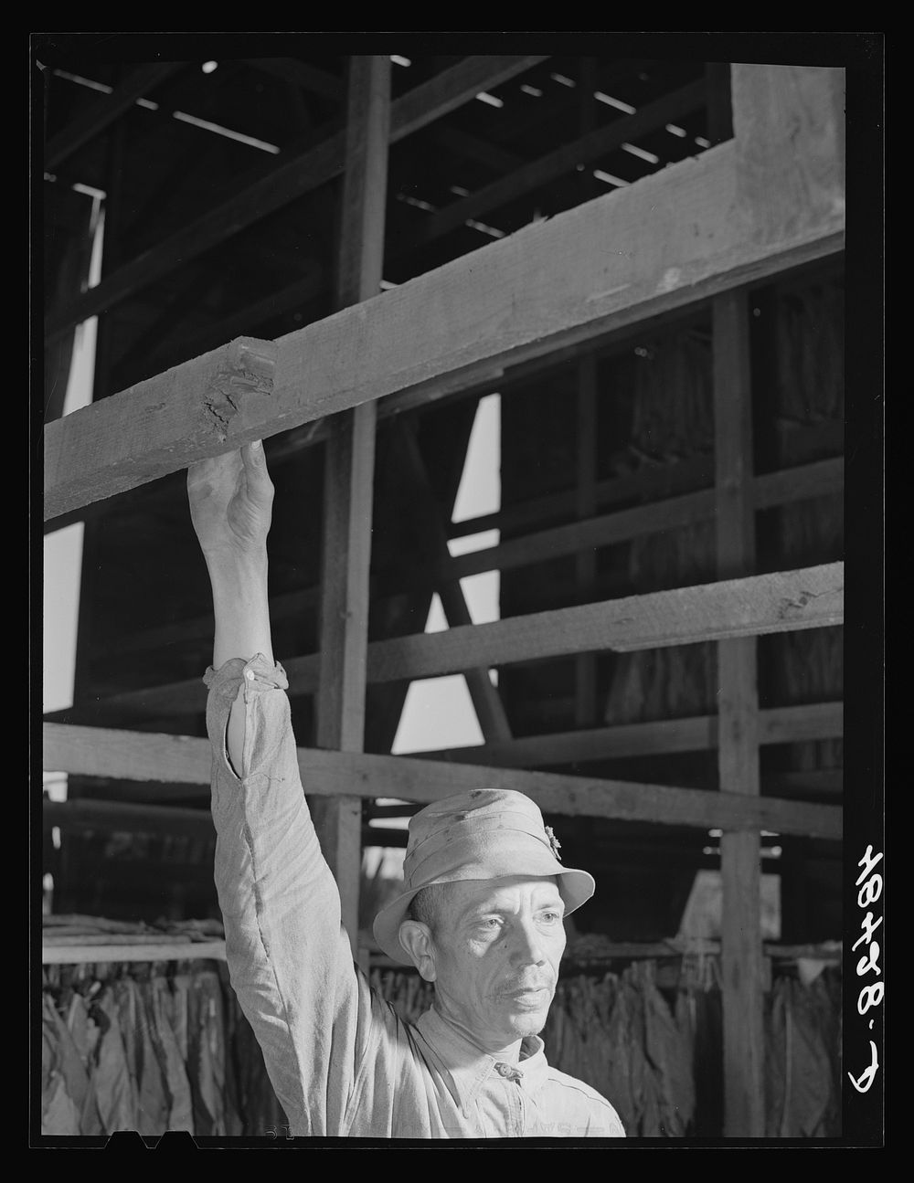 [Untitled photo, possibly related to: Barranquitas (vicinity), Puerto Rico. Hanging up tobacco in the curing barn on the…