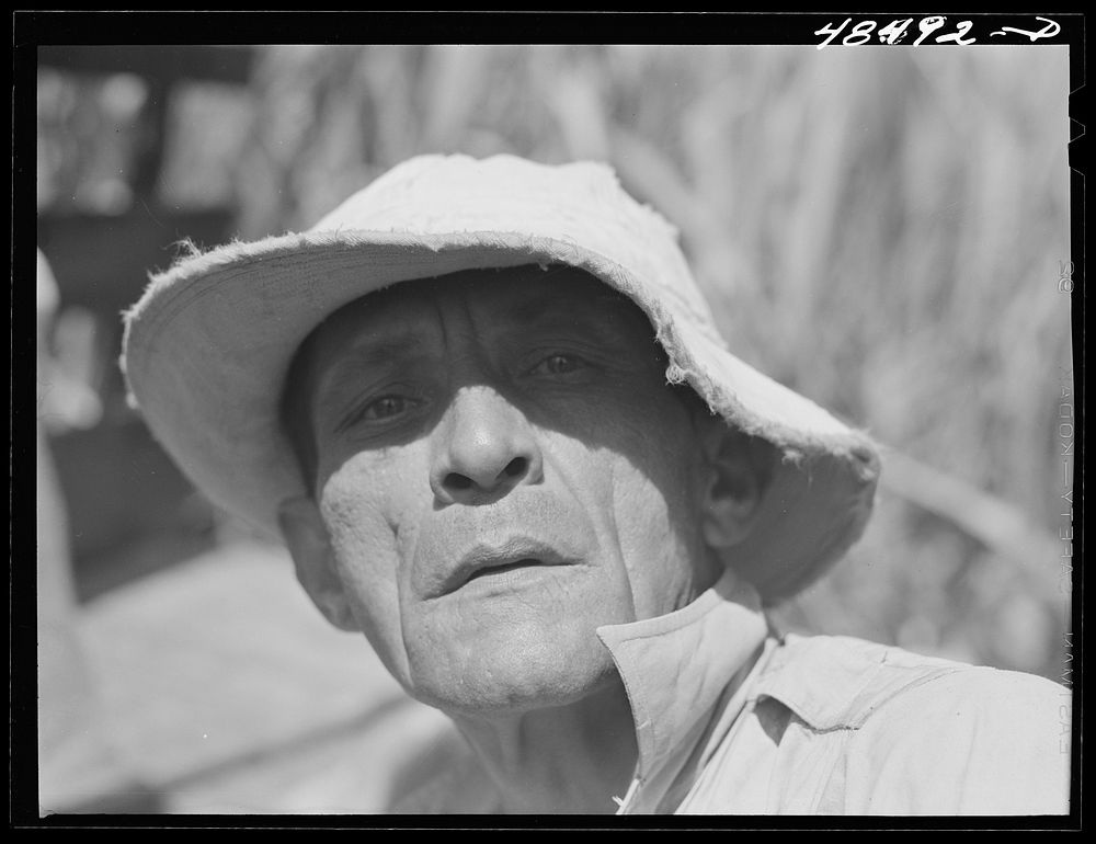 [Untitled photo, possibly related to: Rio Piedras, Puerto Rico. FSA (Farm Security Administration) borrower and participant…