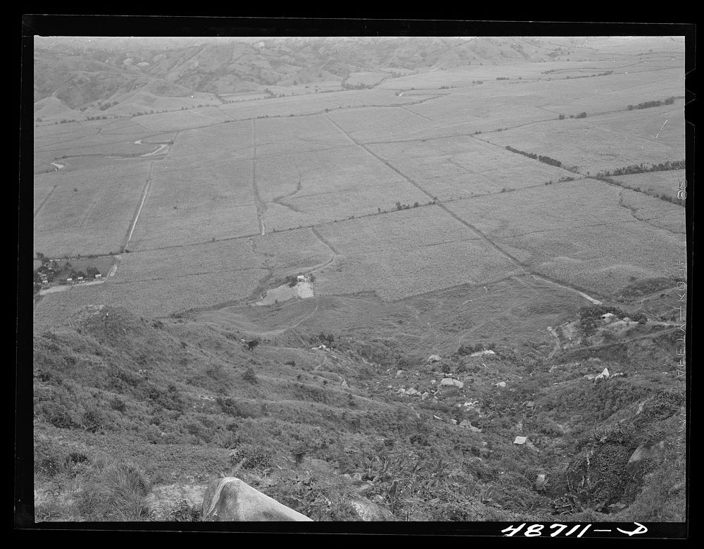 Yabucoa, Puerto Rico (vicinity). Sugar cane lands. Sourced from the Library of Congress.