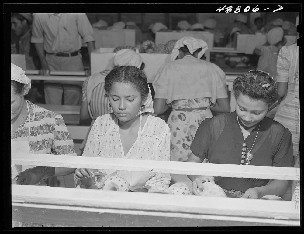 Bayamon, Puerto Rico (vicinity). A pineapple canning factory. Sourced from the Library of Congress.