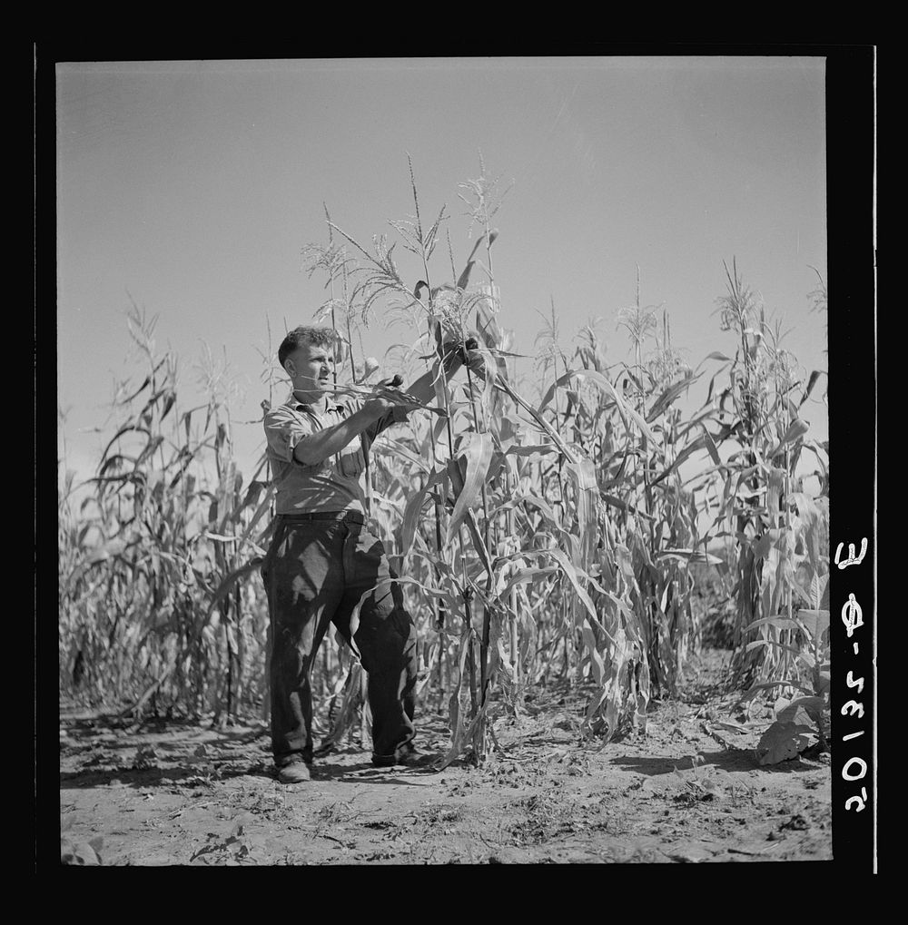 [Untitled photo, possibly related to: Coal miner, now unemployed, town philosopher, experiments with garden. Jere, West…