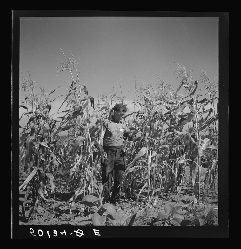 [Untitled photo, possibly related to: Coal miner, now unemployed, town philosopher, experiments with garden. Jere, West…