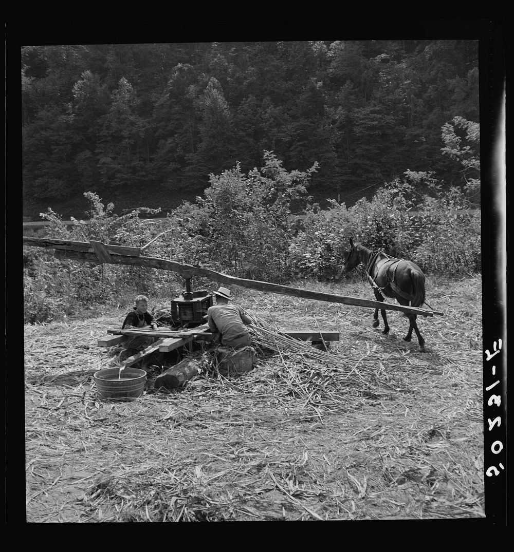 Pressing juice from sugarcane to make molasses. Racine, West Virginia. Sourced from the Library of Congress.