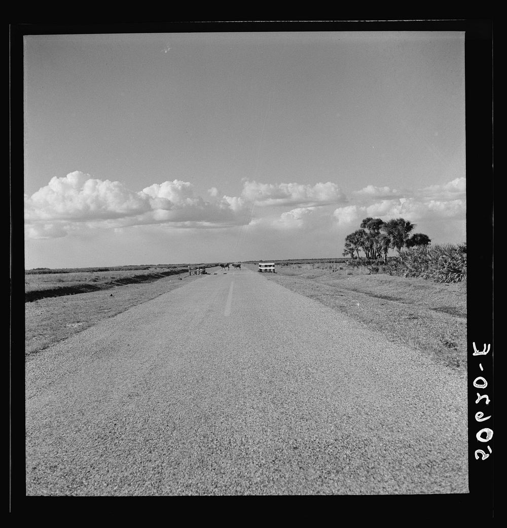 Typical Florida country near Moorehaven. Sourced from the Library of Congress.