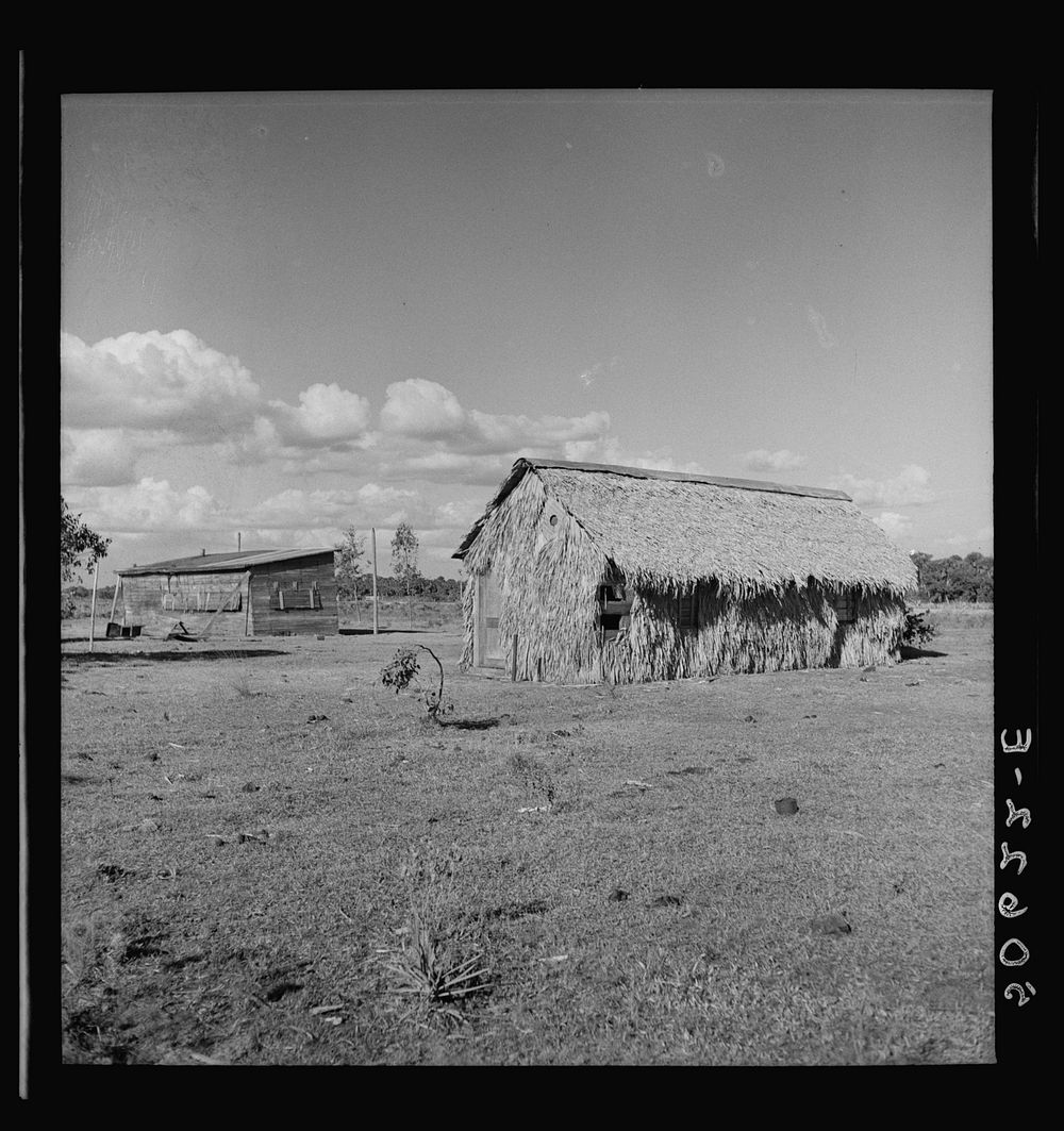 Front of thatched house made of palm leaves near Moore Haven, Florida. Sourced from the Library of Congress.