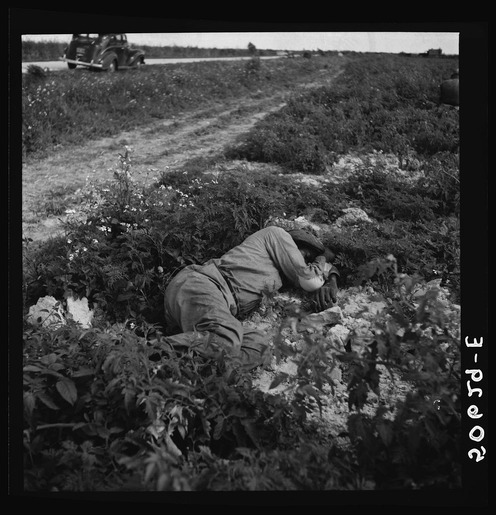 Migrant vegetable worker sleeping in tomato field during his lunch hour near Homestead, Florida. Sourced from the Library of…