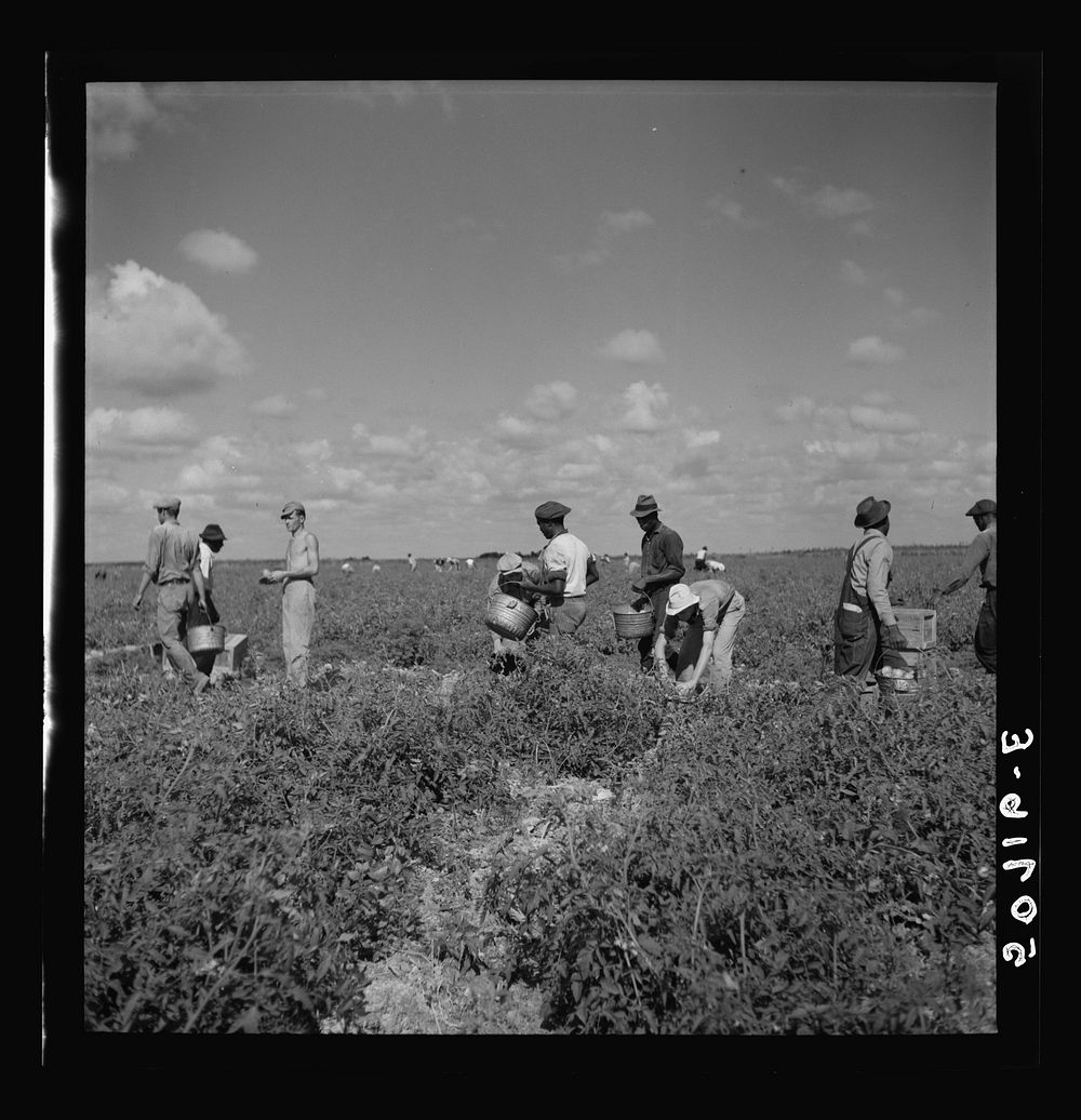 Tomato pickers. Homestead, Florida. Sourced from the Library of Congress.