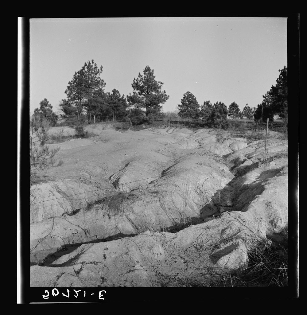 Eroded and gullied land near Wadesboro, North Carolina. Sourced from the Library of Congress.