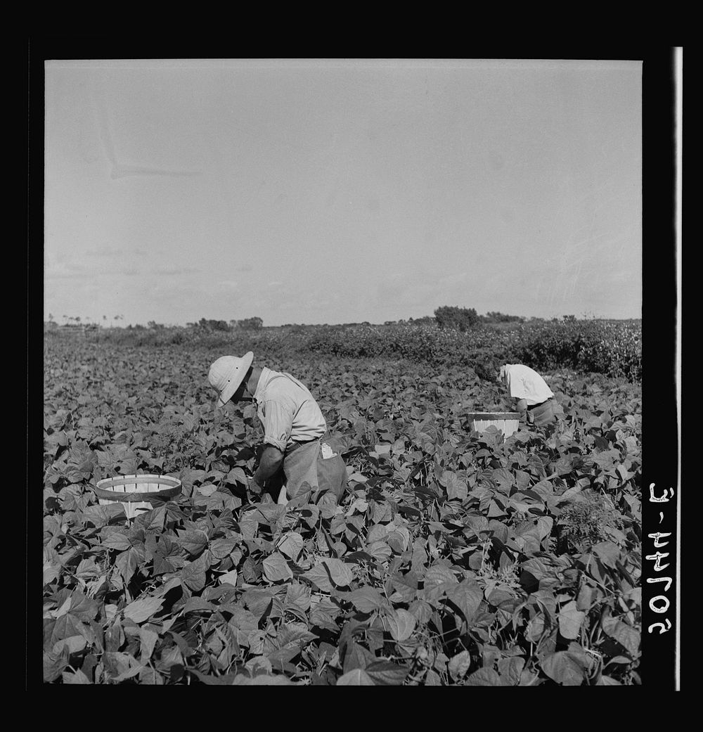 Migrant laborers from New Jersey picking beans near Homestead, Florida. Sourced from the Library of Congress.