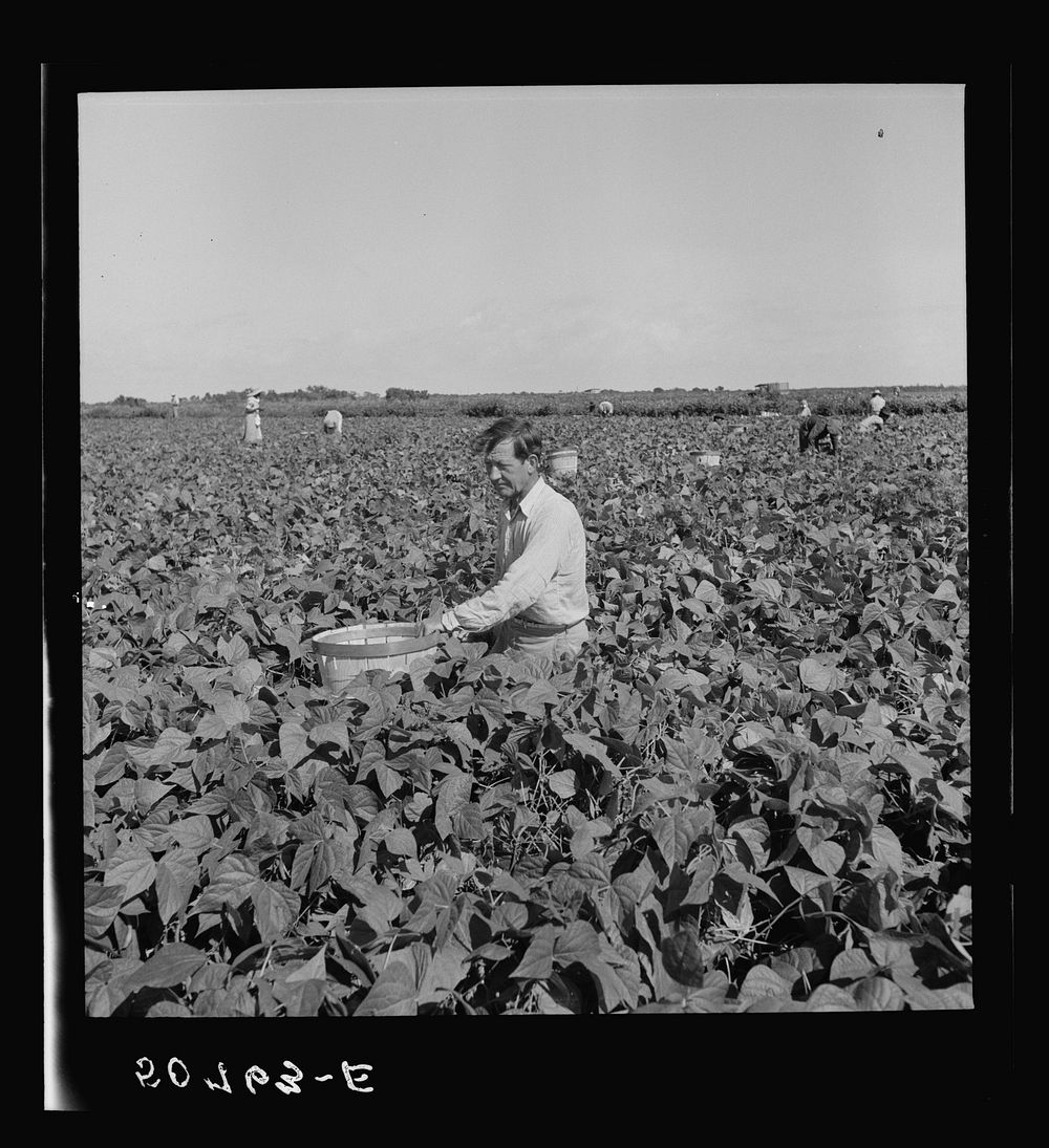 [Untitled photo, possibly related to: Picking beans near Homestead, Florida]. Sourced from the Library of Congress.