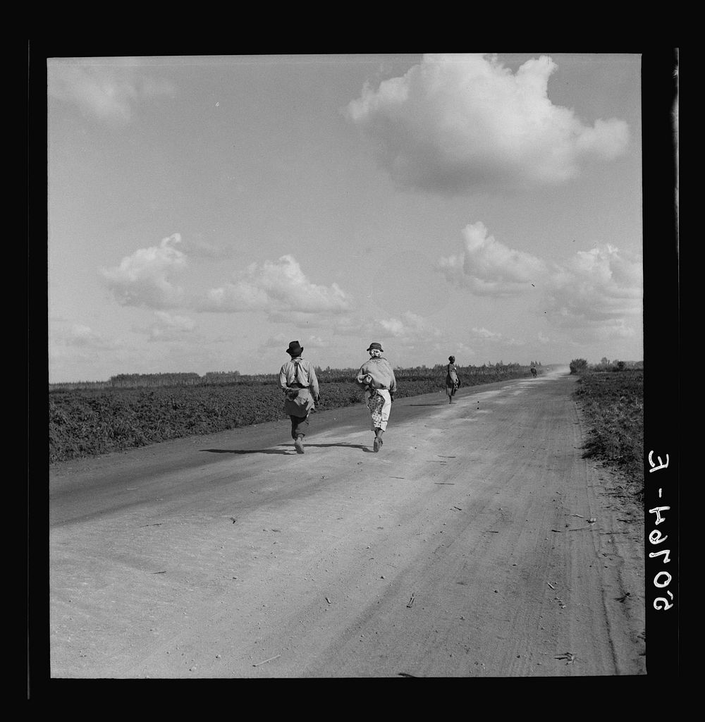 Belle Glade, Florida. Pea pickers. Sourced from the Library of Congress.