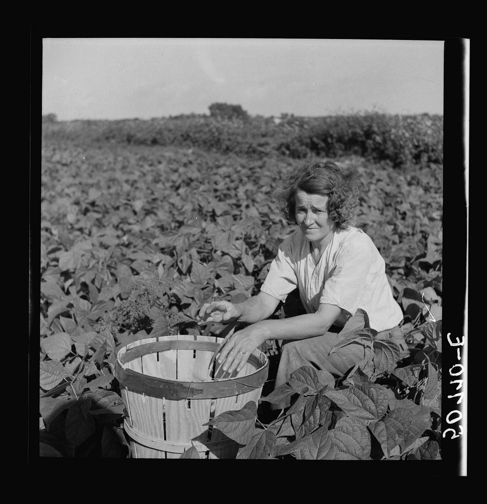 Woman from New Jersey picking beans. Homestead, Florida. Sourced from the Library of Congress.