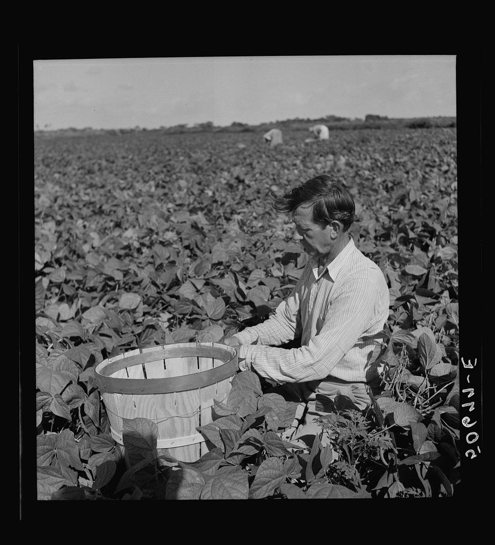 Migrant laborer from Arkansas picking beans. Homestead, Florida. Sourced from the Library of Congress.
