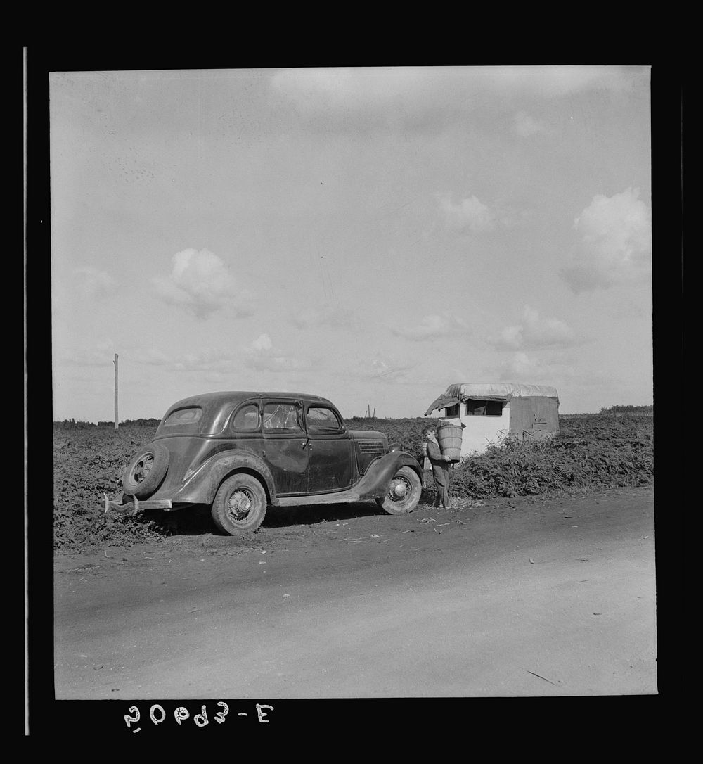[Untitled photo, possibly related to: Picking beans near Homestead, Florida]. Sourced from the Library of Congress.