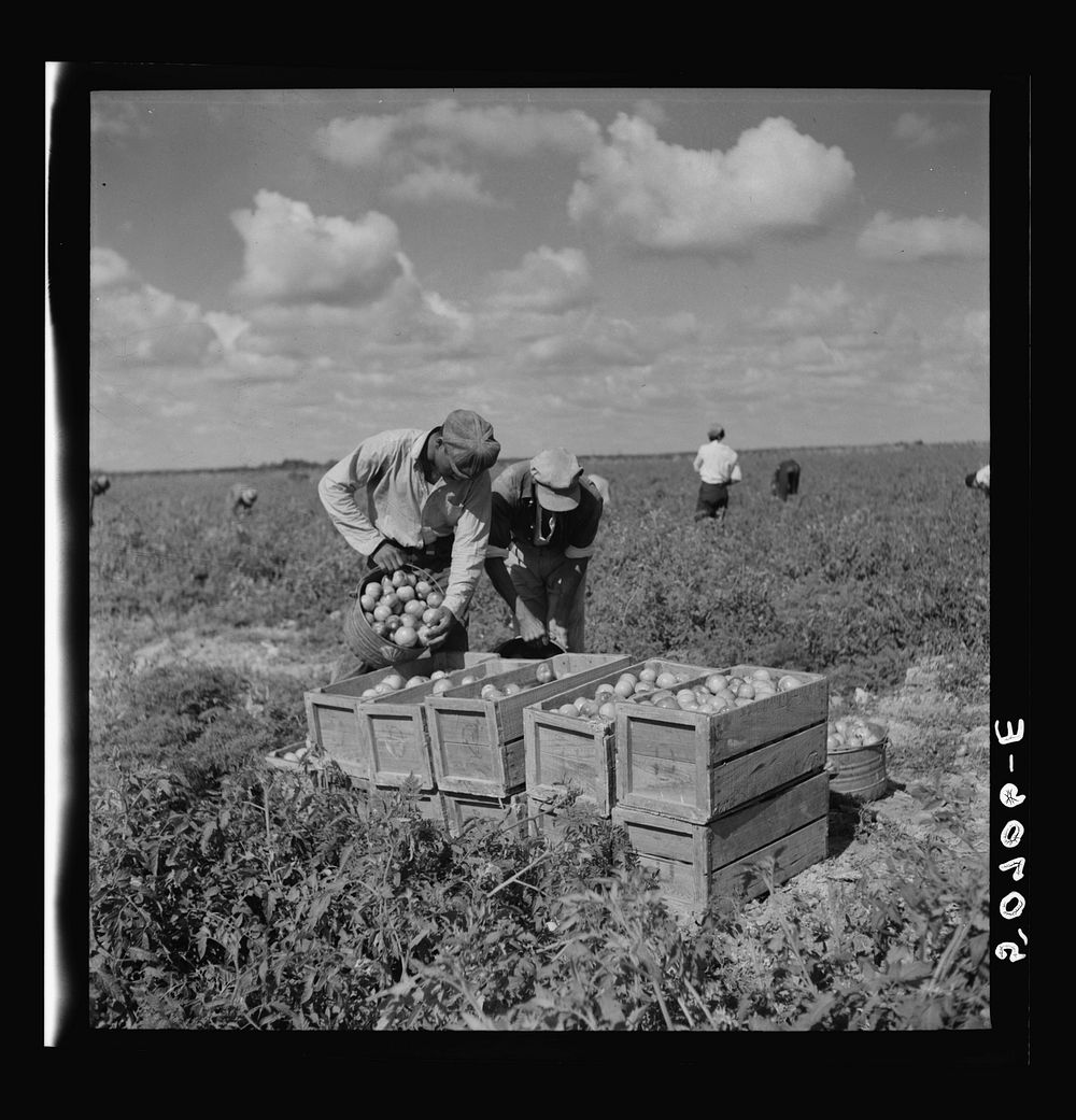 [Untitled photo, possibly related to: Tomato pickers. Homestead, Florida]. Sourced from the Library of Congress.