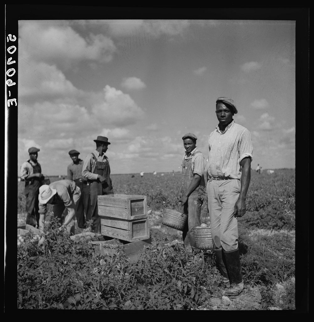 [Untitled photo, possibly related to: Tomato pickers. Homestead, Florida]. Sourced from the Library of Congress.