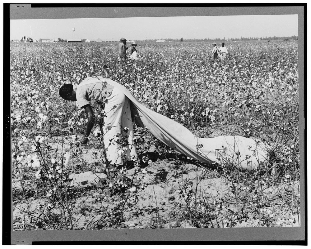 Daylaborer, cotton picker, Lake Dick Project, Arkansas by Russell Lee