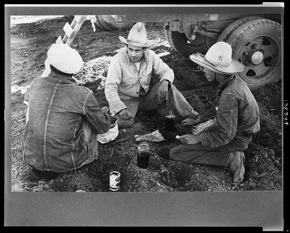 Mexican labor contractor in center with two carrot workers eating "second breakfast" near Santa Maria, Texas by Russell Lee