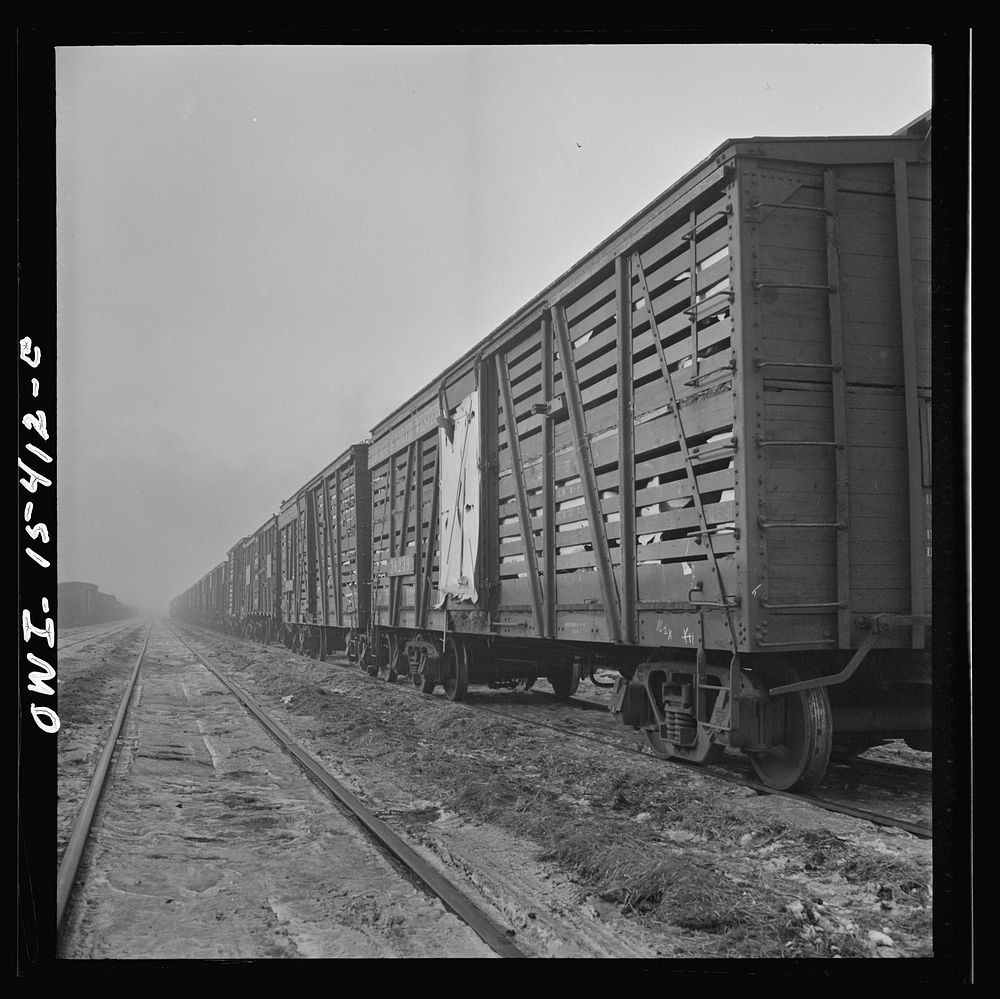 Calumet City, Illinois. A stock train at the Calumet Park stockyards. Sourced from the Library of Congress.