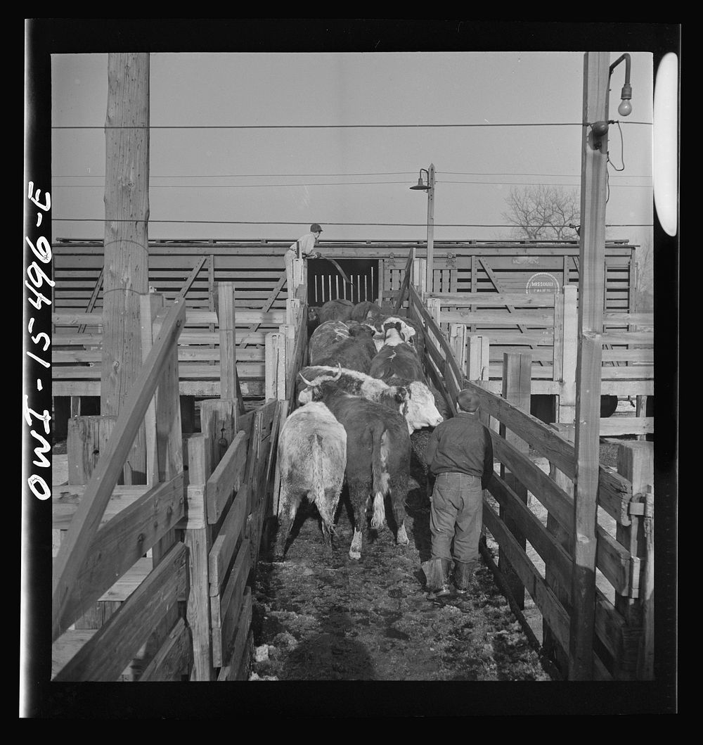 [Untitled photo, possibly related to: Calumet City, Illinois. Loading cattle at Calumet Park stockyards]. Sourced from the…