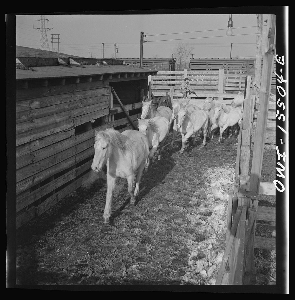 Calumet City, Illinois. Unloading horses at the Calumet Park stockyards. Sourced from the Library of Congress.